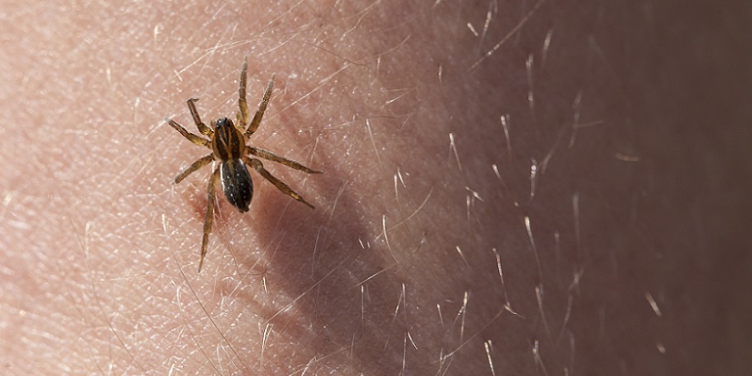 Do Non-Venomous Spiders Bite?