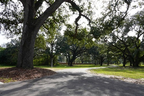 Oak trees on grounds