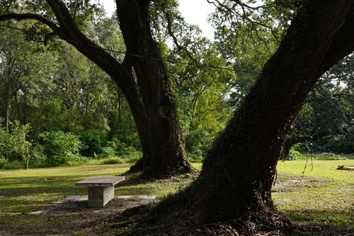 Oak trees on grounds