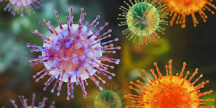 Hantavirus cell