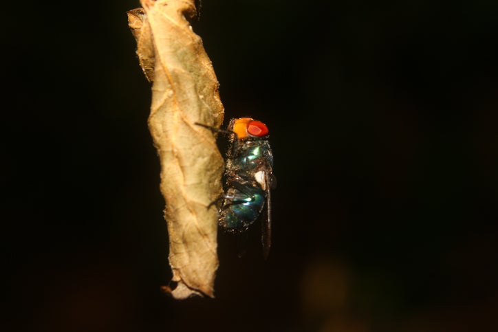 Parasitic fly and larvae